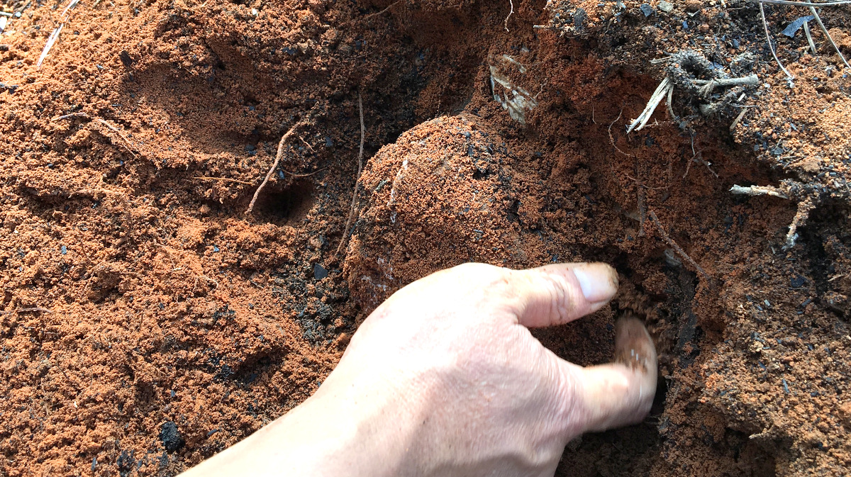 茯苓是怎么种出来的?