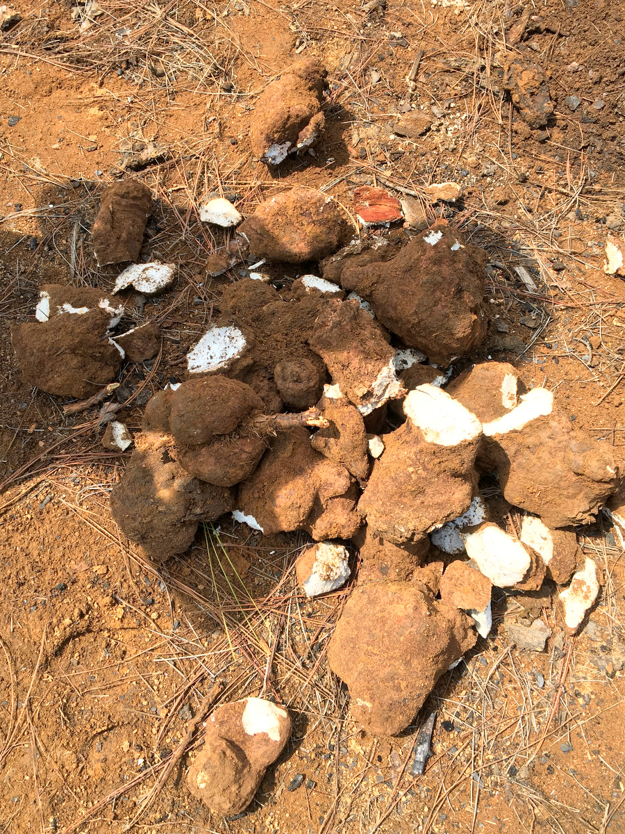 茯苓是怎么种出来的?