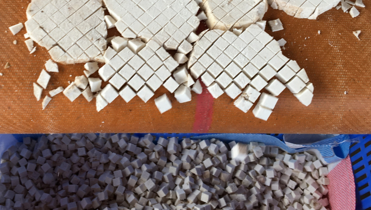 茯苓是怎么加工出来的?