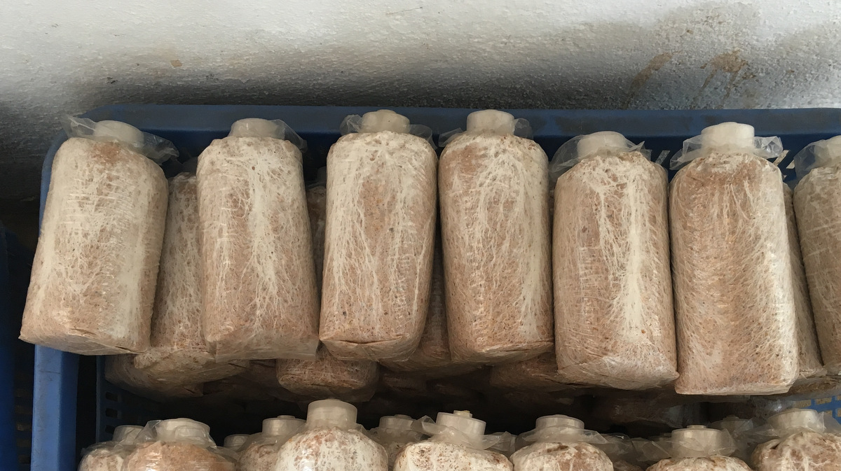 茯苓是怎么种出来的?