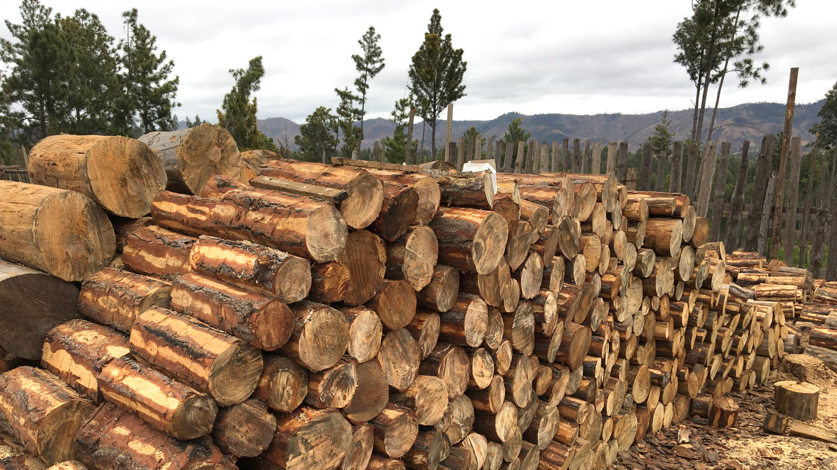 茯苓是怎么种出来的?