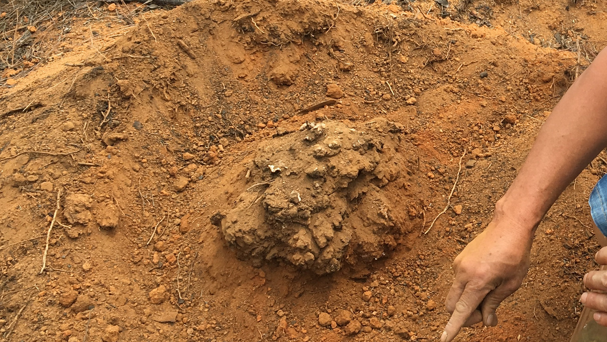 茯苓是怎么种出来的?