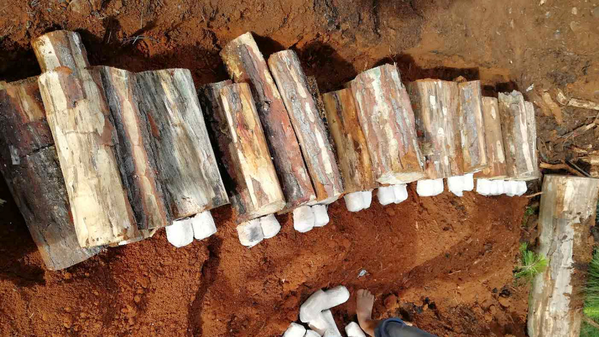 茯苓是怎么种出来的?