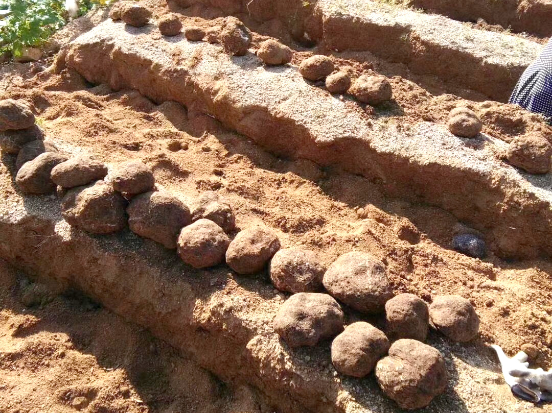 茯苓是怎么种出来的?