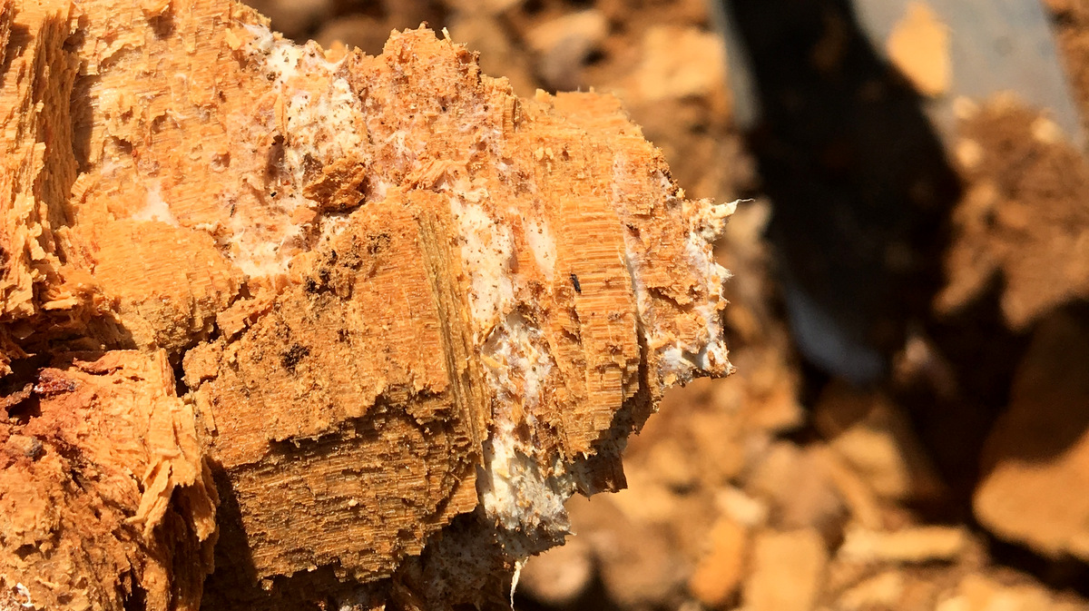 茯苓是怎么种出来的?